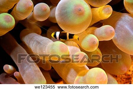 Stock Photography - Baby Two-banded clownfish, Anemonefish Amphiprion bicinctus, young, Red Sea, Egypt, Africa. Fotosearch