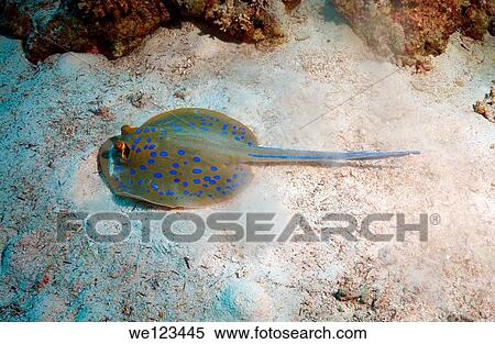 Blue spotted stingray Taeniura lymma, Red Sea, Egypt, Africa View Large Photo Image Stock Photography - Blue spotted stingray Taeniura lymma, Red Sea, Egypt, Africa. Fotosearch