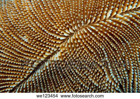 Coral, close-up, Red Sea, Egypt, Africa View Large Photo Image Picture - Coral, close-up, Red Sea, Egypt, Africa. Fotosearch