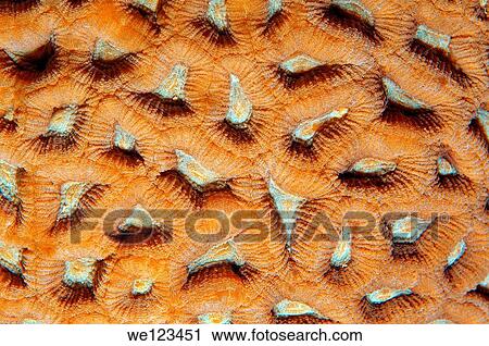 Coral, close-up, Red Sea, Egypt, Africa View Large Photo Image Stock Image - Coral, close-up, Red Sea, Egypt, Africa. Fotosearch
