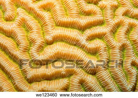 Coral, close-up, Red Sea, Egypt, Africa View Large Photo Image Stock Image - Coral, close-up, Red Sea, Egypt, Africa. Fotosearch