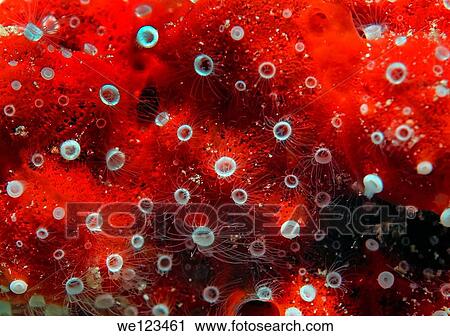 Coral, close-up, Red Sea, Egypt, Africa View Large Photo Image Stock Image - Coral, close-up, Red Sea, Egypt, Africa. Fotosearch