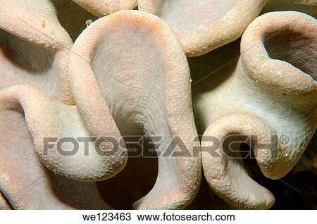 Stock Image - Coral, close-up, Red Sea, Egypt, Africa. Fotosearch