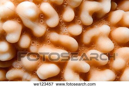 Coral, close-up, Red Sea, Egypt, Africa View Large Photo Image Stock Photo - Coral, close-up, Red Sea, Egypt, Africa. Fotosearch