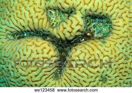 Coral, close-up, Red Sea, Egypt, Africa View Large Photo Image Stock Photo - Coral, close-up, Red Sea, Egypt, Africa. Fotosearch