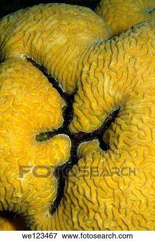 Coral, close-up, Red Sea, Egypt, Africa View Large Photo Image Stock Photo - Coral, close-up, Red Sea, Egypt, Africa. Fotosearch