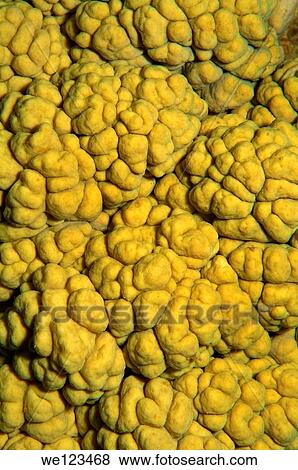 Coral, close-up, Red Sea, Egypt, Africa View Large Photo Image Stock Photo - Coral, close-up, Red Sea, Egypt, Africa. Fotosearch