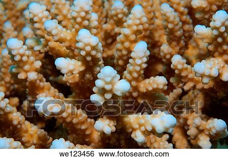 Stock Photograph - Coral, close-up, Red Sea, Egypt, Africa. Fotosearch