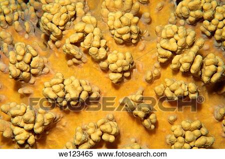 Coral, close-up, Red Sea, Egypt, Africa View Large Photo Image Stock Photography - Coral, close-up, Red Sea, Egypt, Africa. Fotosearch