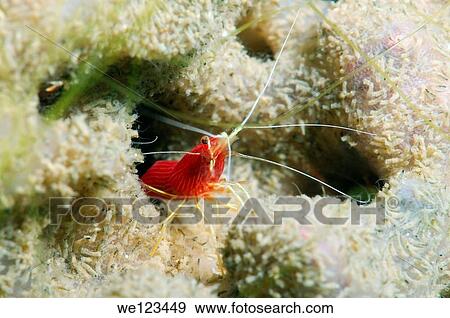 Fire shrimp, Blood shrimp or Scarlet cleaner shrimp Lysmata debelius, Redang Island, Malaysia, Southeast Asia View Large Photo Image Stock Photo - Fire shrimp, Blood shrimp or Scarlet cleaner shrimp Lysmata debelius, Redang Island, Malaysia, Southeast Asia. Fotosearch