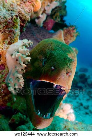 Mediterranean moray Muraena helena Red sea, Egypt View Large Photo Image Picture - Mediterranean moray Muraena helena Red sea, Egypt. Fotosearch