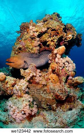 Mediterranean moray Muraena helena Red sea, Egypt View Large Photo Image Stock Image - Mediterranean moray Muraena helena Red sea, Egypt. Fotosearch