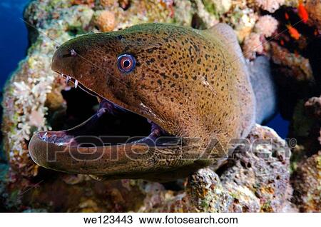 Mediterranean moray Muraena helena Red sea, Egypt View Large Photo Image Stock Image - Mediterranean moray Muraena helena Red sea, Egypt. Fotosearch