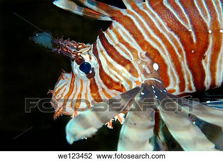 red lionfish Pterois volitans, Red Sea, Egypt, Africa View Large Photo Image Stock Image - red lionfish Pterois volitans, Red Sea, Egypt, Africa. Fotosearch