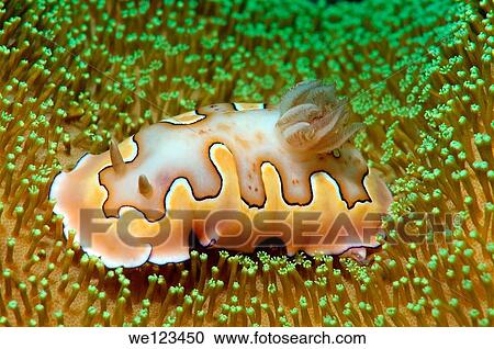 sea slug, Nudibranchia Chromodoris coi Redang Island, Malaysia, Southeast Asia View Large Photo Image Stock Image - sea slug, Nudibranchia Chromodoris coi Redang Island, Malaysia, Southeast Asia. Fotosearch