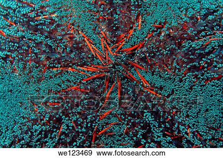 Sea urchin Strongylocentrotus purpuratus, close-up, Red Sea, Egypt, Africa View Large Photo Image Stock Photo - Sea urchin Strongylocentrotus purpuratus, close-up, Red Sea, Egypt, Africa. Fotosearch