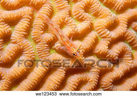 Sea whip goby Erythrops goby, Bryaninops erythrops, coral reef, Red Sea, Egypt, Africa View Large Photo Image Stock Image - Sea whip goby Erythrops goby, Bryaninops erythrops, coral reef, Red Sea, Egypt, Africa. Fotosearch