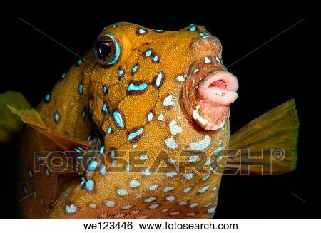 Yellow boxfish Ostracion cubicus Red Sea, Egypt, Africa View Large Photo Image Stock Photograph - Yellow boxfish Ostracion cubicus Red Sea, Egypt, Africa. Fotosearch