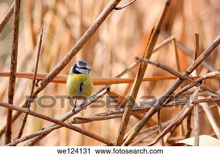 Blue tit - Cyanistes caeruleus. View Large Photo Image Stock Image - Blue tit - Cyanistes caeruleus.. Fotosearch