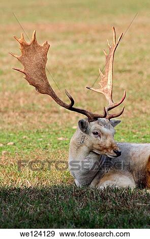 Deer - Cervus elaphus - Arcadia Park, Bareggio, Milan Italy. View Large Photo Image Stock Photo - Deer - Cervus elaphus - Arcadia Park, Bareggio, Milan Italy.. Fotosearch