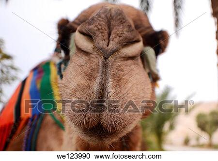 Israel, Negev Deset, close up of an Arabian camel (Camelus dromedarius). View Large Photo Image Stock Image - Israel, Negev Deset, close up of an Arabian camel (Camelus dromedarius).. Fotosearch