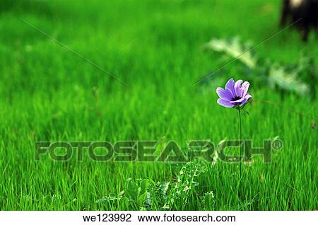 Israel, Purple Anemone coronaria (Poppy Anemone). This wildflower can appear in several colours. Mainly red, purple, blue and white. View Large Photo Image Stock Image - Israel, Purple Anemone coronaria (Poppy Anemone). This wildflower can appear in several colours. Mainly red, purple, blue and white.. Fotosearch