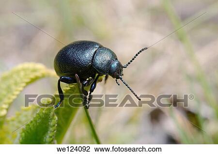Leaf beetle (Timarcha tenebrionis) Odessa region, Ukraine. View Large Photo Image Stock Image - Leaf beetle (Timarcha tenebrionis) Odessa region, Ukraine.. Fotosearch