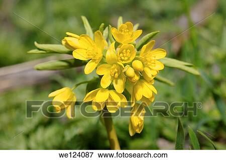 Leontice odessana (Gymnospermium odessanum) Odessa region, Ukraine. View Large Photo Image Stock Photo - Leontice odessana (Gymnospermium odessanum) Odessa region, Ukraine.. Fotosearch