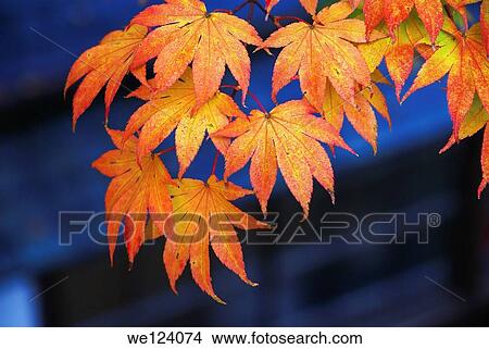 Picture - Mount Koya (Koya San), Japan.. Fotosearch