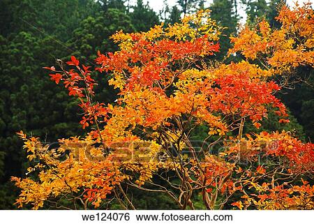 Stock Photograph - Mount Koya (Koya San), Japan.. Fotosearch
