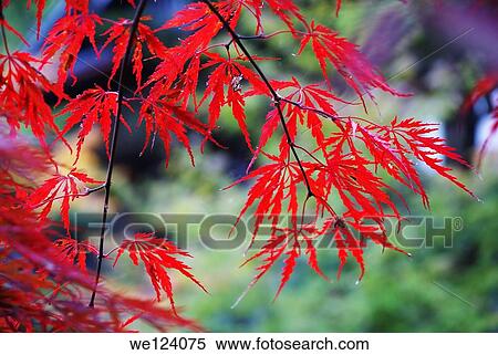 Stock Photography - Mount Koya (Koya San), Japan.. Fotosearch