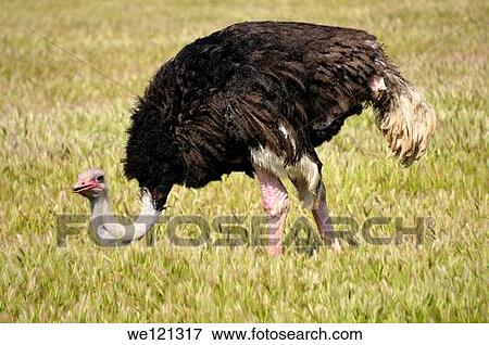 Ostrich View Large Photo Image Stock Photo - Ostrich. Fotosearch