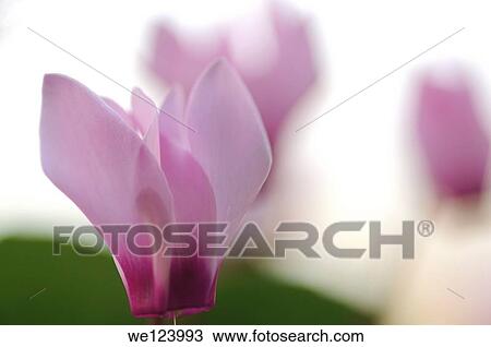 Persian Violets (Cyclamen persicum), Photographed in Israel. View Large Photo Image Stock Image - Persian Violets (Cyclamen persicum), Photographed in Israel.. Fotosearch
