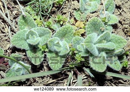 Rumex (Rumex sp. ) Odessa region, Ukraine. View Large Photo Image Stock Photo - Rumex (Rumex sp. ) Odessa region, Ukraine.. Fotosearch