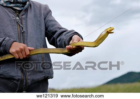 Snake, plastic View Large Photo Image Stock Photo - Snake, plastic. Fotosearch