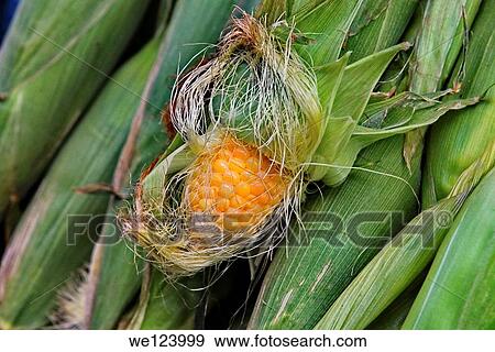 Stall selling fresh corn on the cob Photographed at the Carmel Market, Tel Aviv, Israel. View Large Photo Image Stock Photo - Stall selling fresh corn on the cob Photographed at the Carmel Market, Tel Aviv, Israel.. Fotosearch