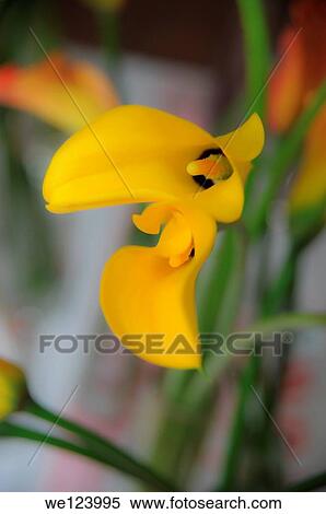 Stock Photography - Yellow Flower Bouquet.. Fotosearch