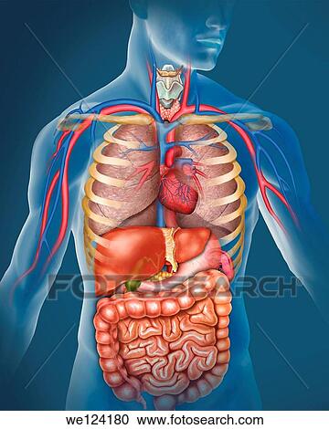 イラスト の 解剖学 の 人間の組織体 ありなさい 表された Prncipales それら 動脈 そして 静脈 そして 器官 の 呼吸 そして 消化が良い ストックイメージ We Fotosearch