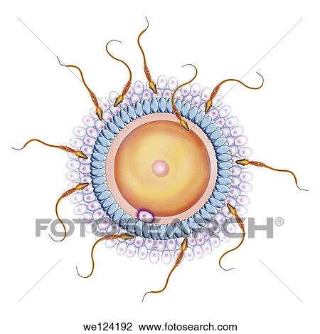 概略図 イラスト そして 受精 の 卵 によって 精液 ストックイメージ We Fotosearch