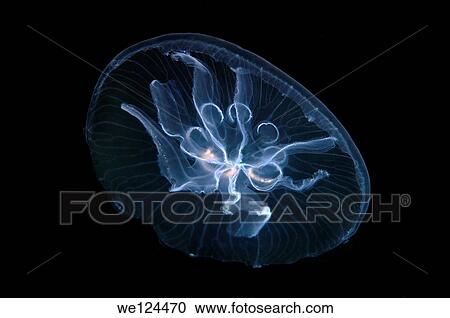A genetic mutation, this jellyfish human gonad has seven instead of four. Moon jelly, moon jellyfish, common jellyfish, or saucer jelly (Aurelia aurita). Black Sea, Crimea, Ukraine, Eastern Europe. View Large Photo Image Stock Image - A genetic mutation, this jellyfish human gonad has seven instead of four. Moon jelly, moon jellyfish, common jellyfish, or saucer jelly (Aurelia aurita). Black Sea, Crimea, Ukraine, Eastern Europe.. Fotosearch