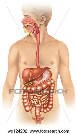 Anatomical illustration of a human figure with the organs that make up the digestive system View Large Photo Image Stock Image - Anatomical illustration of a human figure with the organs that make up the digestive system. Fotosearch