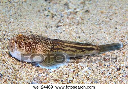 Atlantic stargazer (Uranoscopus scaber) Black Sea, Crimea, Ukraine, Eastern Europe. View Large Photo Image Stock Photo - Atlantic stargazer (Uranoscopus scaber) Black Sea, Crimea, Ukraine, Eastern Europe.. Fotosearch