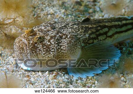 Atlantic stargazer (Uranoscopus scaber) Black Sea, Crimea, Ukraine, Eastern Europe. View Large Photo Image Stock Photograph - Atlantic stargazer (Uranoscopus scaber) Black Sea, Crimea, Ukraine, Eastern Europe.. Fotosearch