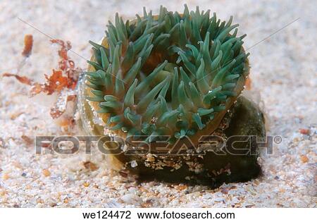 Beadlet anemone (Actinia equina) Black Sea, Crimea, Ukraine, Eastern Europe. View Large Photo Image Stock Image - Beadlet anemone (Actinia equina) Black Sea, Crimea, Ukraine, Eastern Europe.. Fotosearch