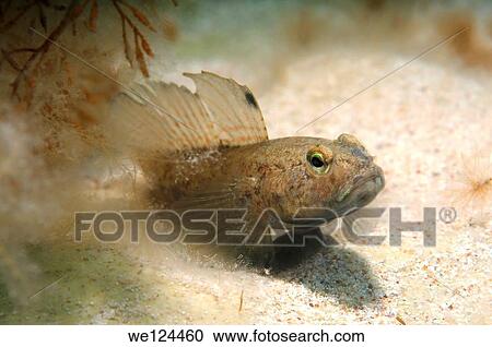 Black Goby (Gobius niger) Black Sea, Crimea, Ukraine, Eastern Europe. View Large Photo Image Stock Image - Black Goby (Gobius niger) Black Sea, Crimea, Ukraine, Eastern Europe.. Fotosearch