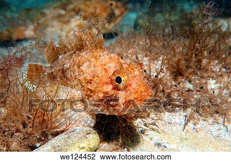 Black scorpionfish (Scorpaena porcus), Black Sea, Crimea, Ukraine, Eastern Europe. View Large Photo Image Stock Image - Black scorpionfish (Scorpaena porcus), Black Sea, Crimea, Ukraine, Eastern Europe.. Fotosearch