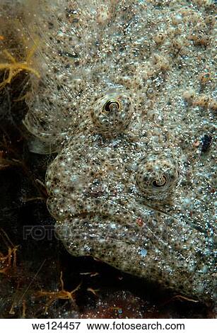 Black-Sea Turbot, Kalkan (Psetta maetica, Scophthalmus maeoticus) Black Sea, Crimea, Ukraine, Eastern Europe. View Large Photo Image Stock Photo - Black-Sea Turbot, Kalkan (Psetta maetica, Scophthalmus maeoticus) Black Sea, Crimea, Ukraine, Eastern Europe.. Fotosearch