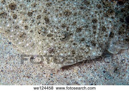 Black-Sea Turbot, Kalkan (Psetta maetica, Scophthalmus maeoticus) Black Sea, Crimea, Ukraine, Eastern Europe. View Large Photo Image Stock Photo - Black-Sea Turbot, Kalkan (Psetta maetica, Scophthalmus maeoticus) Black Sea, Crimea, Ukraine, Eastern Europe.. Fotosearch