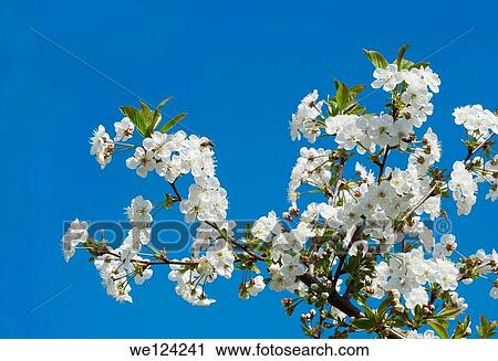 Branch of Blooming Cherry Fowers isolated on Ble Background. View Large Photo Image Stock Image - Branch of Blooming Cherry Fowers isolated on Ble Background.. Fotosearch