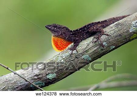Brown Anole - Green Cay Wetlands, Boynton Beach, Florida USA. View Large Photo Image Stock Photo - Brown Anole - Green Cay Wetlands, Boynton Beach, Florida USA.. Fotosearch